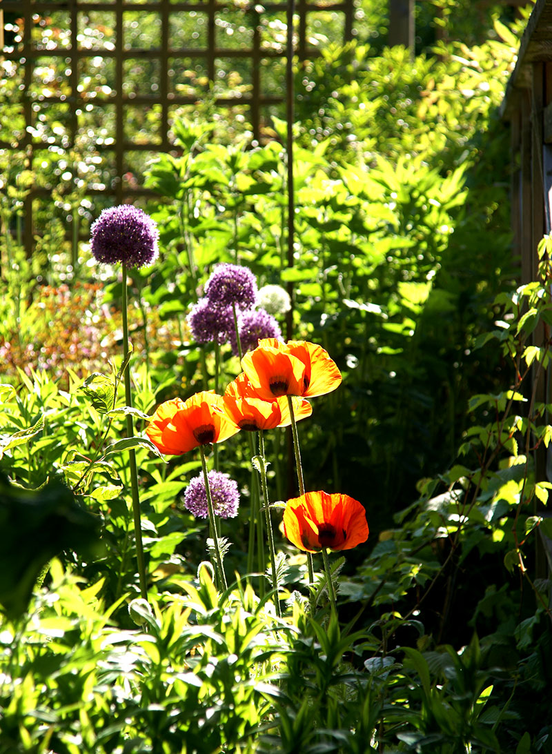 Allium planterad i rabatt med marktäckare och orange vallmo - LL